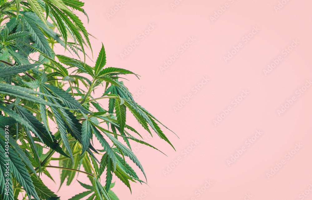 Fototapeta premium Cannabis plant, branches of marijuana against pink background