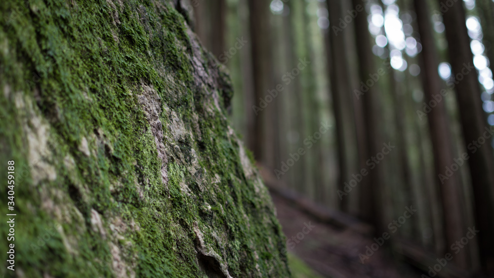 Naklejka premium moss covered tree trunk