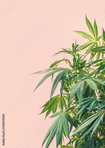 Cannabis plant  branches of marijuana against pink background