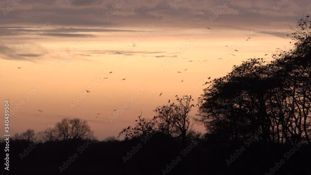 Sunset geese in the sky in winter England UK 4K Sunset geese in the sky in winter England UK 4K