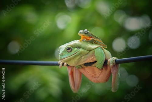 Dumpy frog , Australian green tree frog