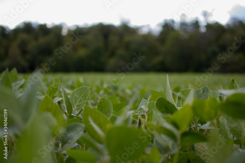 soybean field 