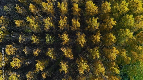 Poplar plantation with fall colors, Bobadilla, La Rioja, Spain, Europe photo