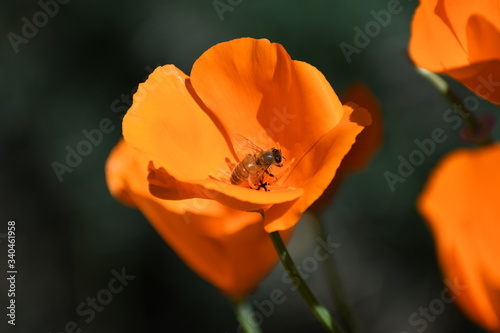 red poppy flower with bee