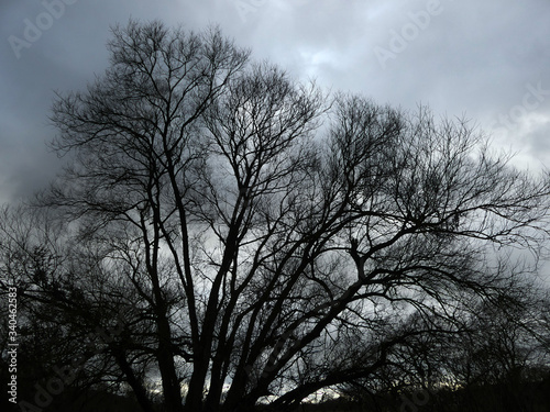 kahler, ausladender Baum vor dem winterlichen Abendhimmel
