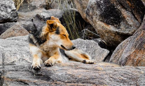 Yellow and Black dog falling asleep