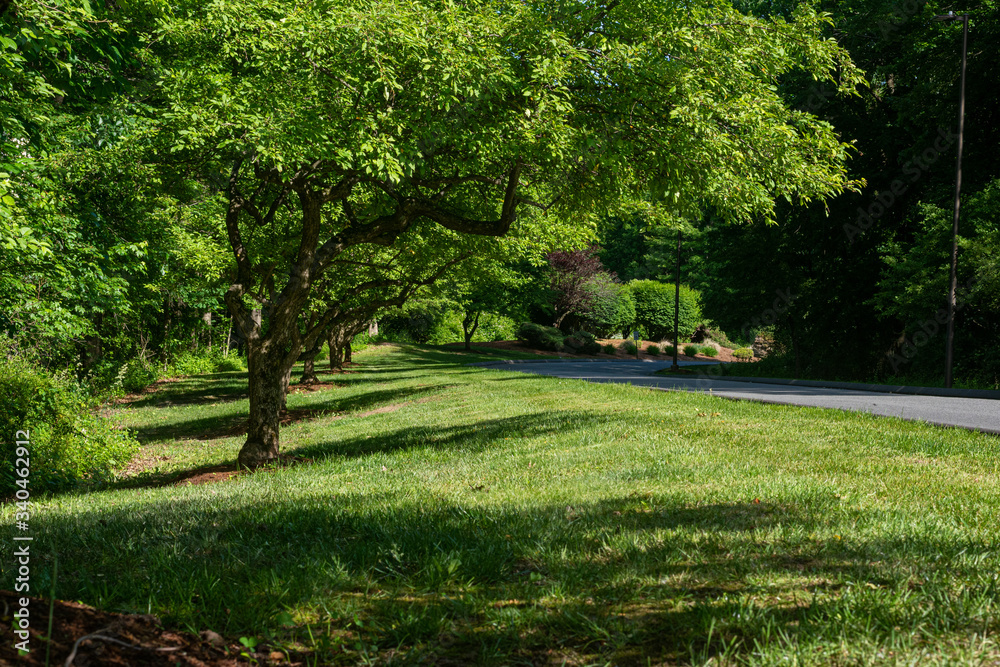 strong healthy trees and the fresh green grass of the edge of a forest line a paved roadway on a spring afternoon