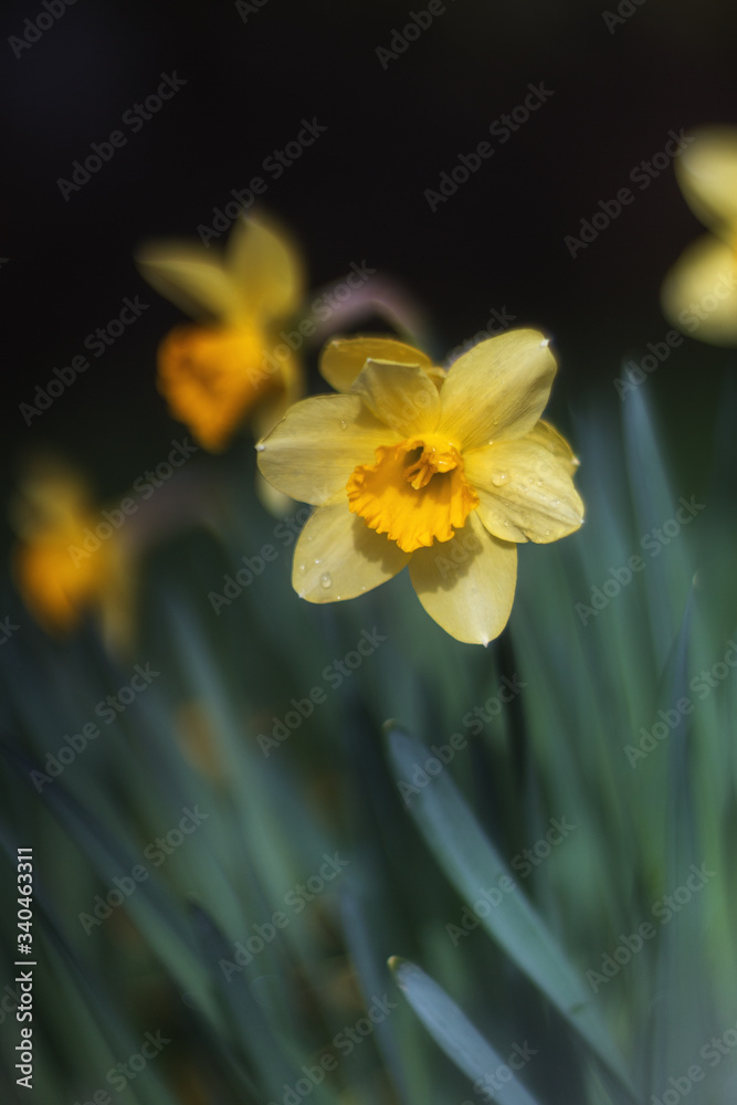 Fototapeta premium Yellow Narcissus bloom in the garden in April. Spring flowers daffodils close-up.