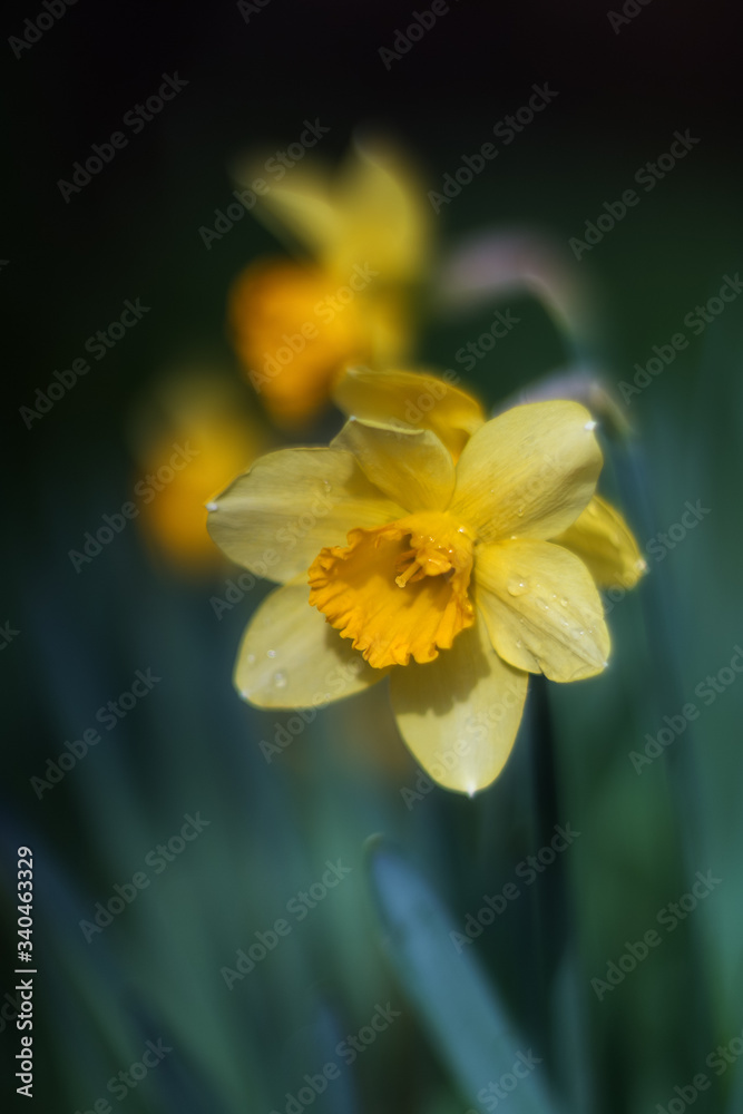 Yellow Narcissus bloom in the garden in April. Spring flowers daffodils close-up. Yellow Narcissus bloom in the garden in April. Spring flowers daffodils close-up.