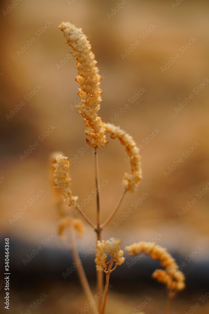 dry grass on the background of the sunset dry grass on the background of the sunset