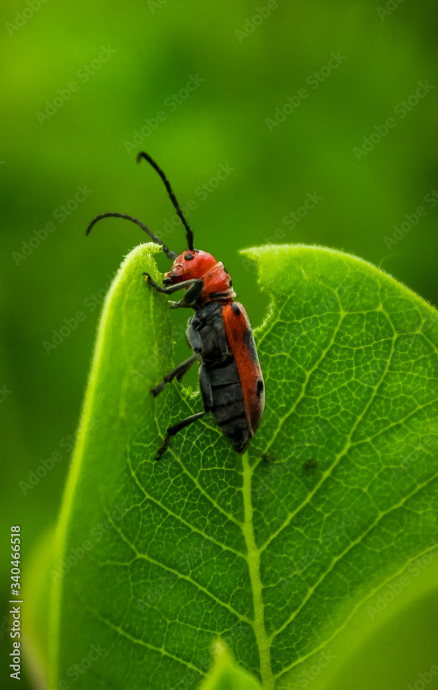 The Bug The Bug
