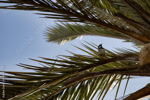 Close up upward view of a lone palm tree against the sky background