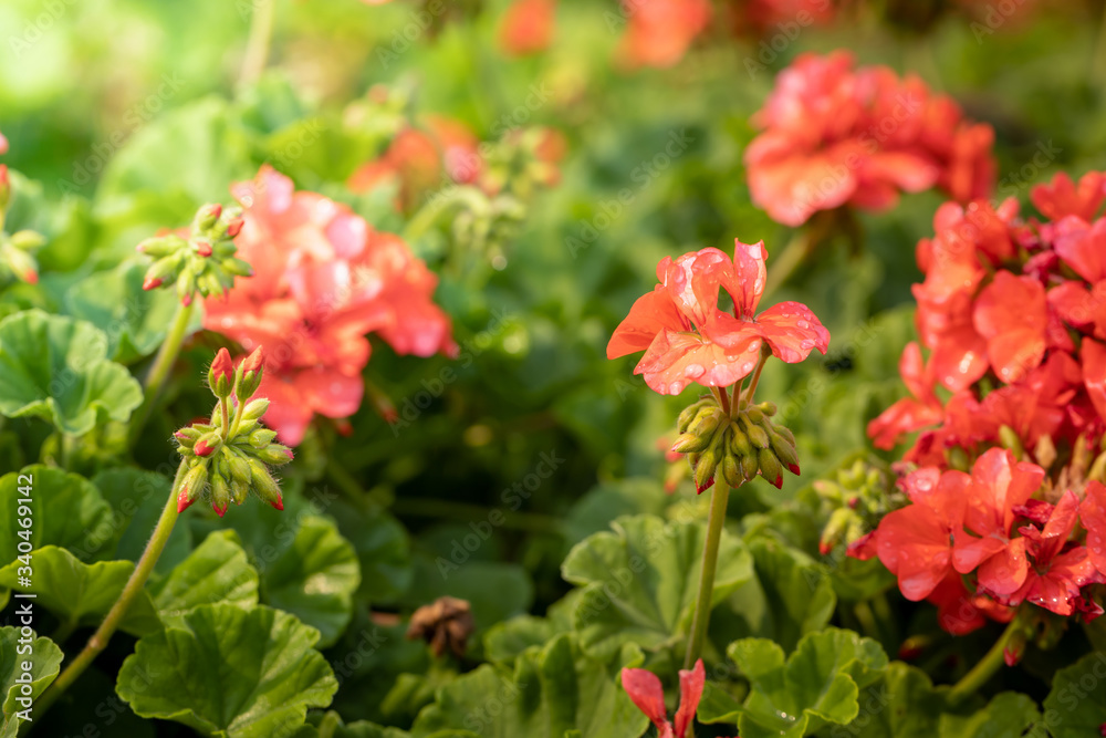 The background image of the colorful flowers