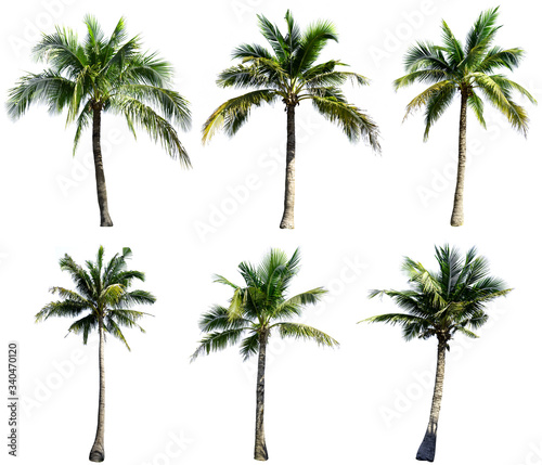 Group of coconut tree isolated on the white background. The collection of coconut trees.perfume.