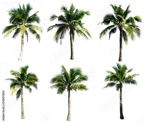 Group of coconut tree isolated on the white background. The collection of coconut trees.perfume.