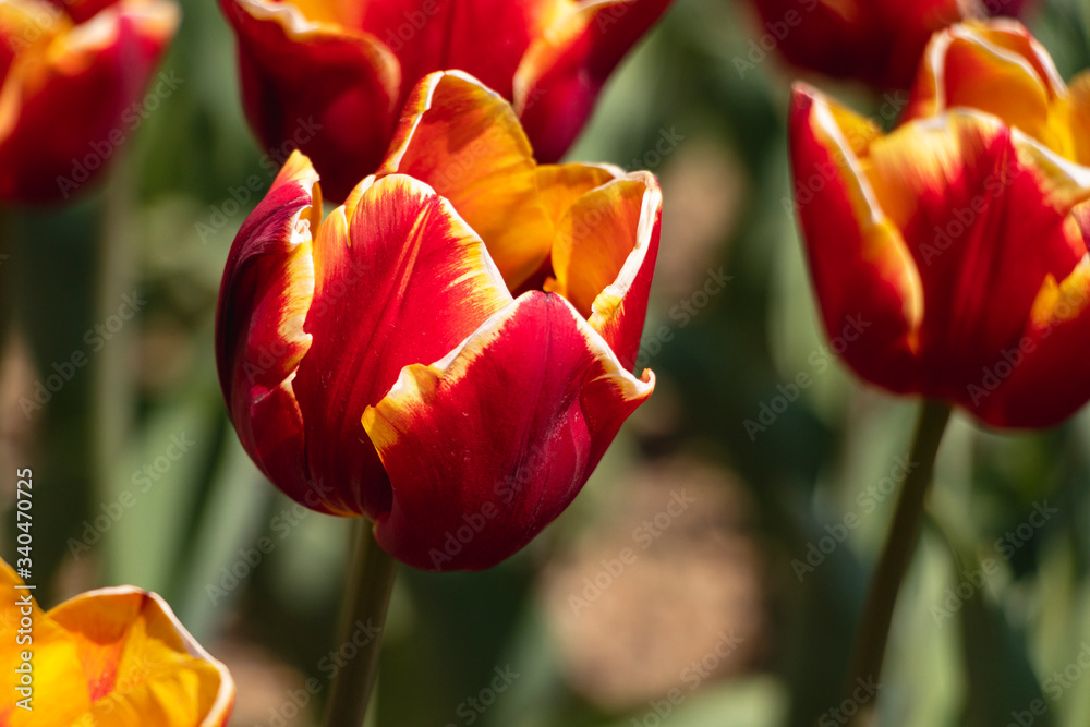 Fototapeta premium red tulips swaying in the spring breeze