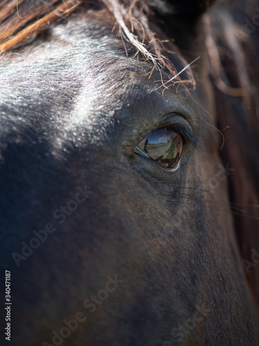 Extreme Close Up of Dark Brown Horse © tloventures