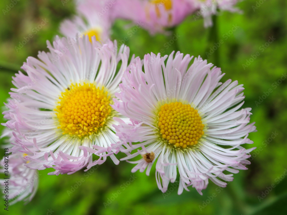 Obraz premium ヒメジョオン-1