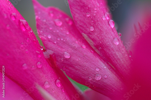 hoja de flor rosada o purpura con gota de agua