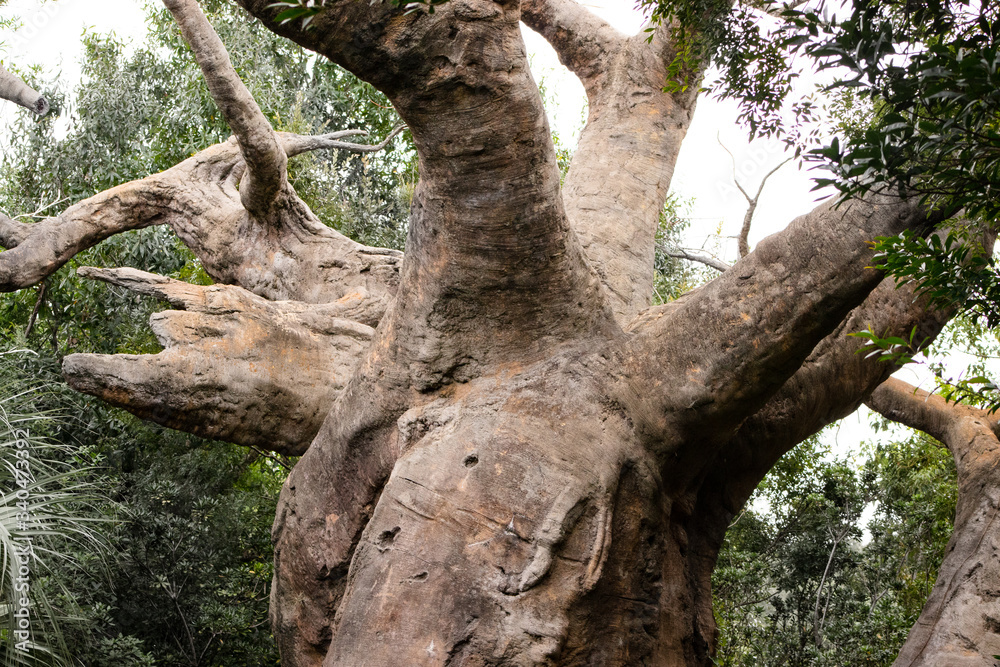 Animals in a tree