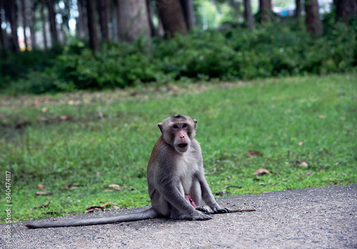 Asian male monkey, The monkey sits on a concrete road and has a forest in the back © supakrit