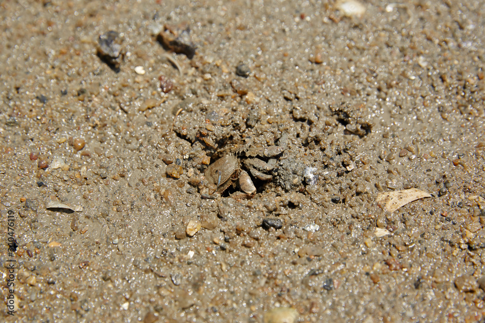Crab. Yulpo Beach in Boseong-gun, South Korea.
Crab. Yulpo Beach in Boseong-gun, South Korea.