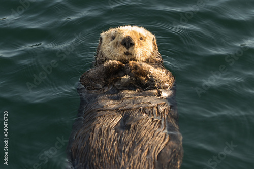 Lazy Otter photo