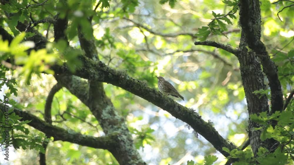 Wood Thrush bird on a oak branch in a beautiful green spring morning. Wood Thrush bird on a oak branch in a beautiful green spring morning.