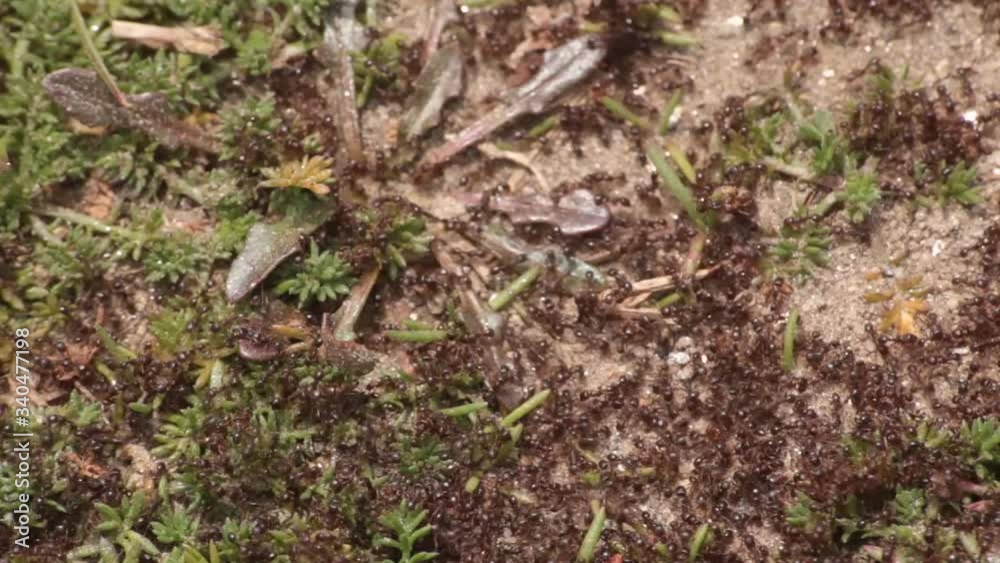 A big group of ants moving through the sand near the coast in Galcia, Spain A big group of ants moving through the sand near the coast in Galcia, Spain