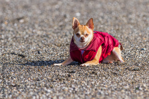 Φωτογραφία puppy in a puffy coat