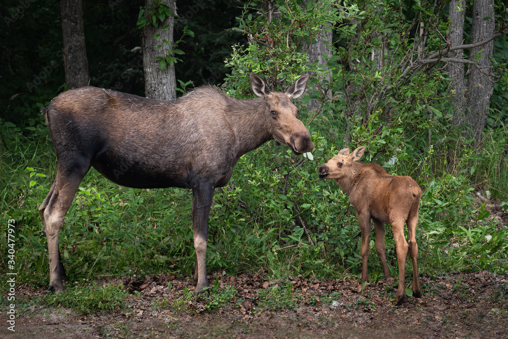 Neighborhood Moose