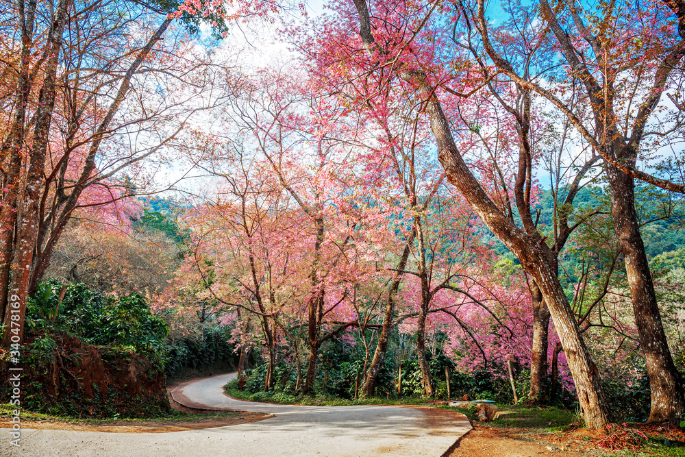 Obraz premium Pink Cherry Blossom Path through a beautiful curve road , Chiang mai , Thailand