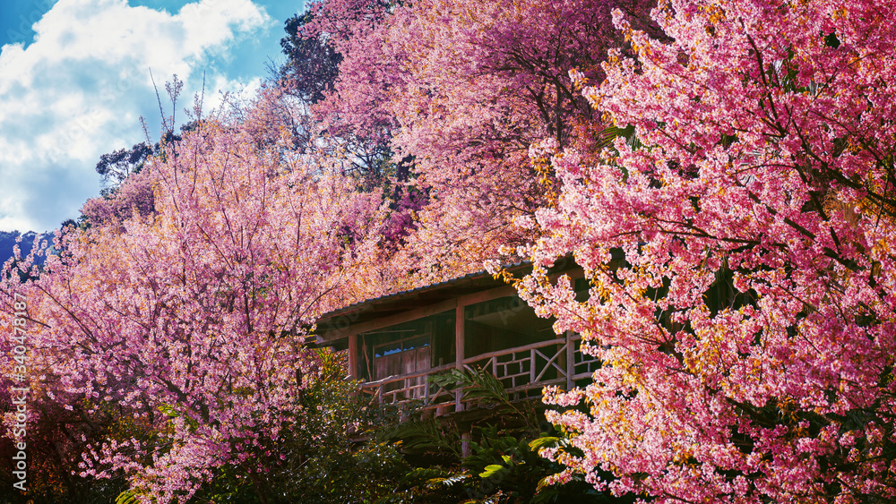 mountain village with Beautiful Pink Cherry Blossom on nature background , Sakura flower blooming , khun chang kian , Chiangmai , Thailand mountain village with Beautiful Pink Cherry Blossom on nature background , Sakura flower blooming , khun chang kian , Chiangmai , Thailand