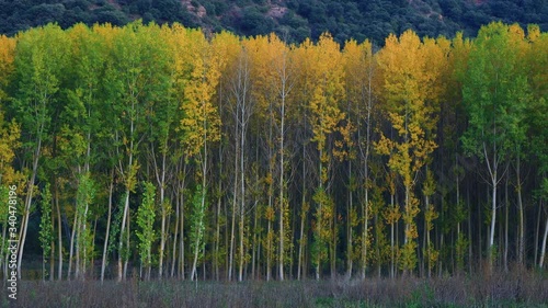 Poplar plantation with fall colors, Bobadilla, La Rioja, Spain, Europe photo