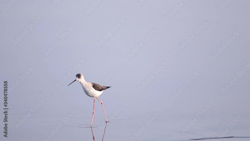 beautiful wader bird walks and eating in the lake beautiful wader bird walks and eating in the lake