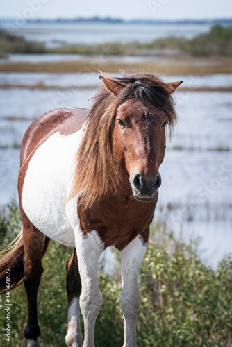 Assateague Pony