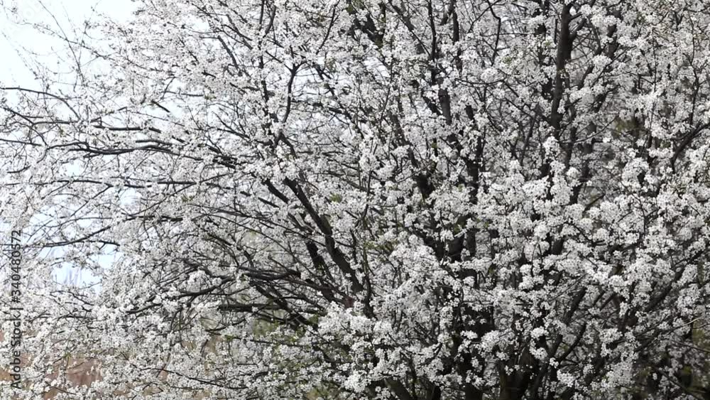 Blooming spring garden on a sunny day. Branches of flowering trees sway in the wind. Big tree in bloom. Blooming spring garden on a sunny day. Branches of flowering trees sway in the wind. Big tree in bloom.
