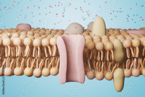 Cell Membrane structure. 3d rendering - illustration.