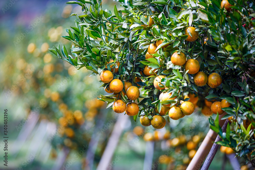 ripe oranges fruit hanging on tree in orange plantation garden , Chiangmai , Thailand ripe oranges fruit hanging on tree in orange plantation garden , Chiangmai , Thailand