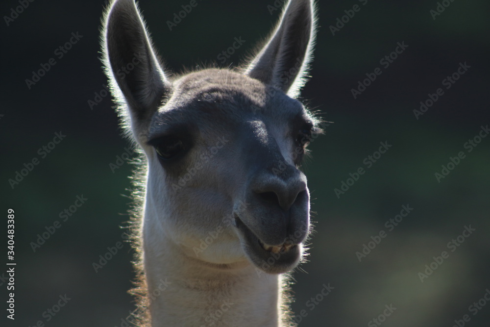 la sonrisa de una llama