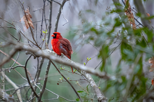 A bright red male cardinal fluffs out its feathers. Stark contrast with soft background. © Samuel