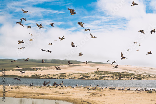 Flock of birds on the beach. Colony of seagulls and brown pelicans. Sand dunes and beautiful cloudy sky background