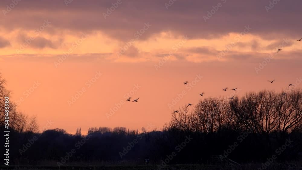 Sunset geese in the sky in winter England UK 4K Sunset geese in the sky in winter England UK 4K
