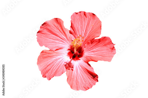Hawaiian hibiscus flower isolated on white 