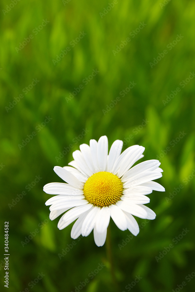 A blooming dendranthema flower in a park.
A blooming dendranthema flower in a park.