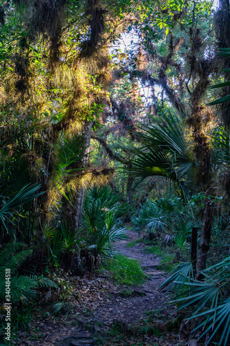 Hiking trail in Florida woods at Halpatiokee Regional Park, Stuart, Florida, USA 
