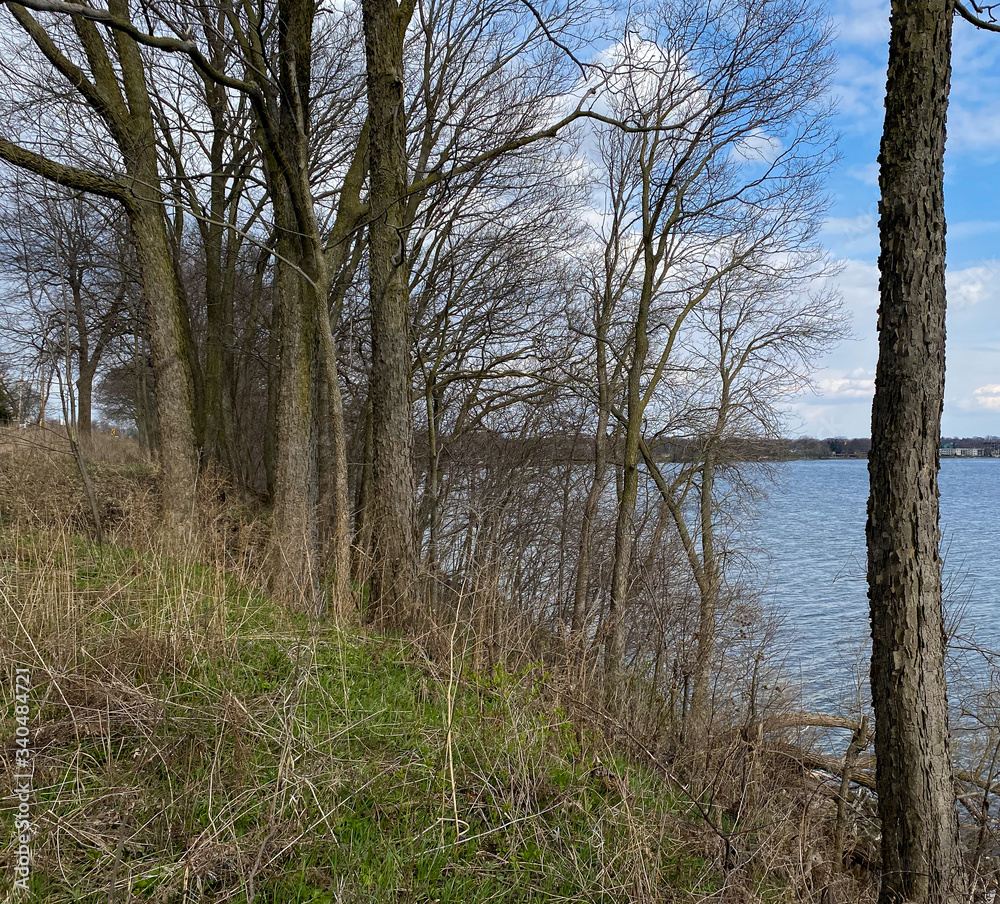 lakeside trees blue skies