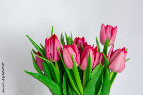Fototapeta Naklejka Na Ścianę i Meble -  Spring seasonal flowers tulips on a plain background