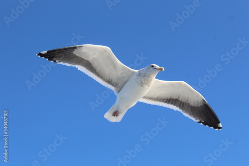Gaviota en pleno vuelo