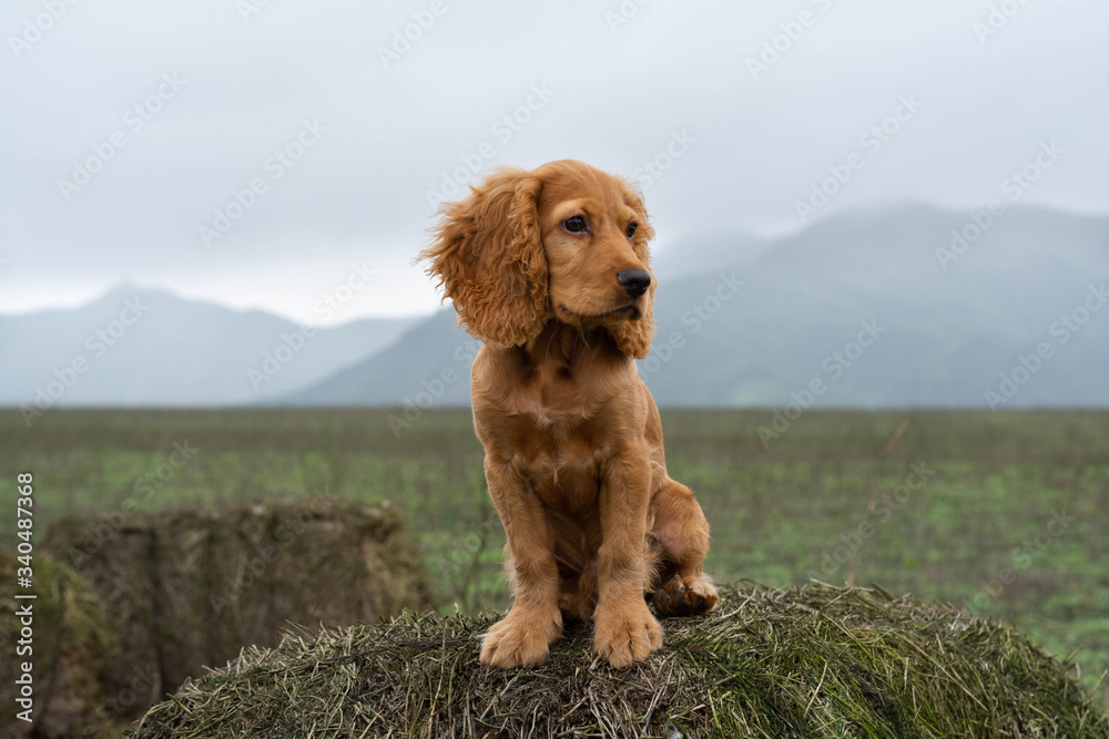 Fototapeta premium dog in landscape